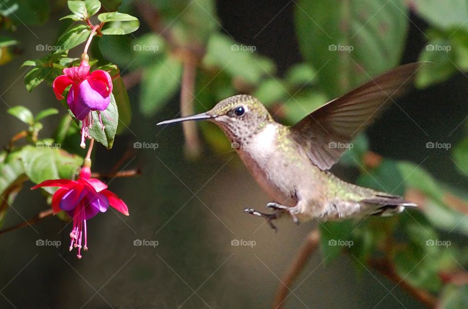 Hummingbird and flowers