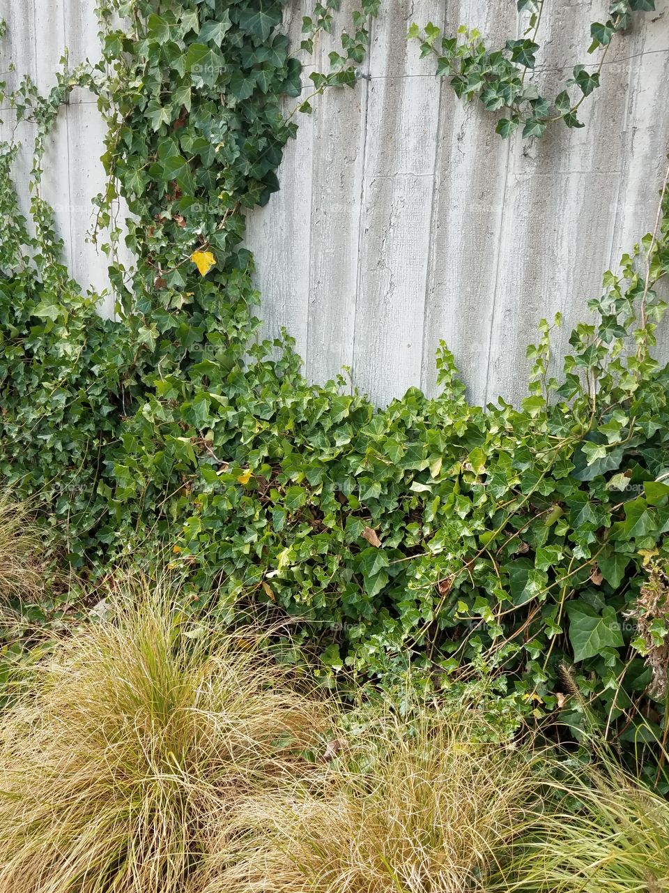 ivy clad wall