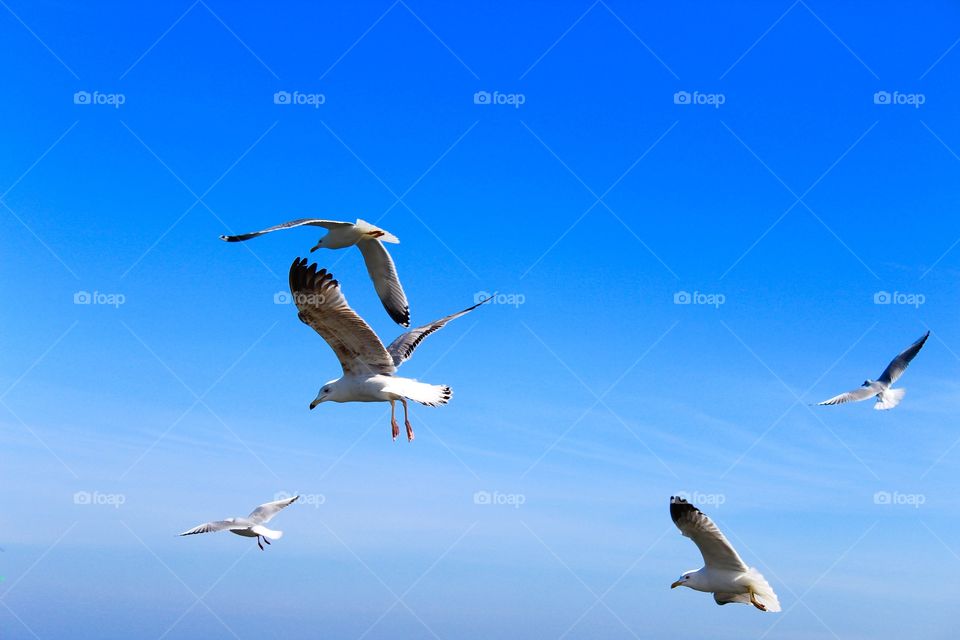 The Seagulls