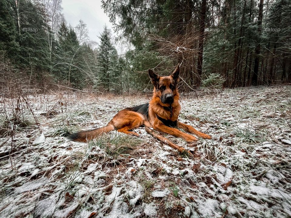 German shepherd dog at winter day