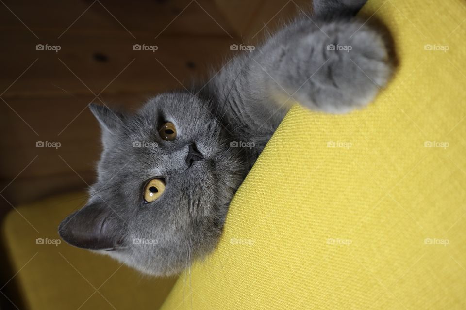 A beautiful British cat with beautiful eyes lies chair. British Short hair cat blue