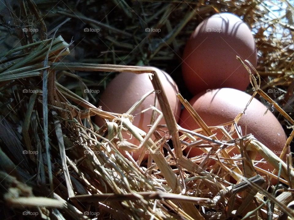 Chicken eggs on the hay .