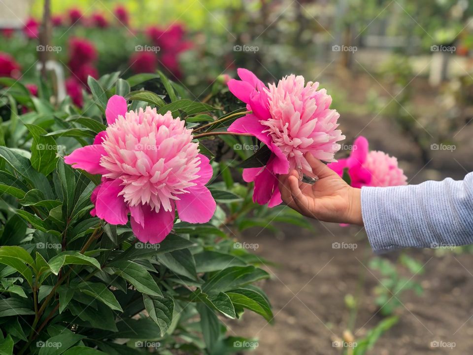 Rose piones in the garden