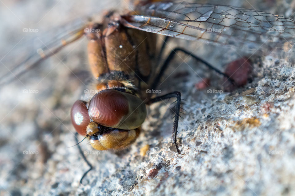 Extreme close-up of dragonfly