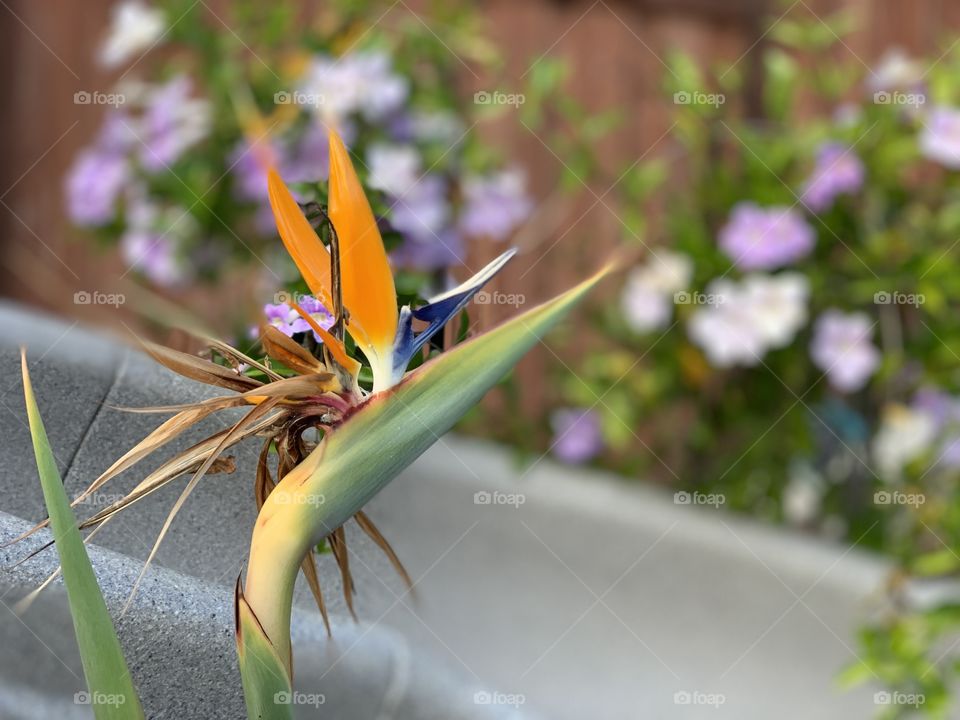 Bird of paradise in our backyard