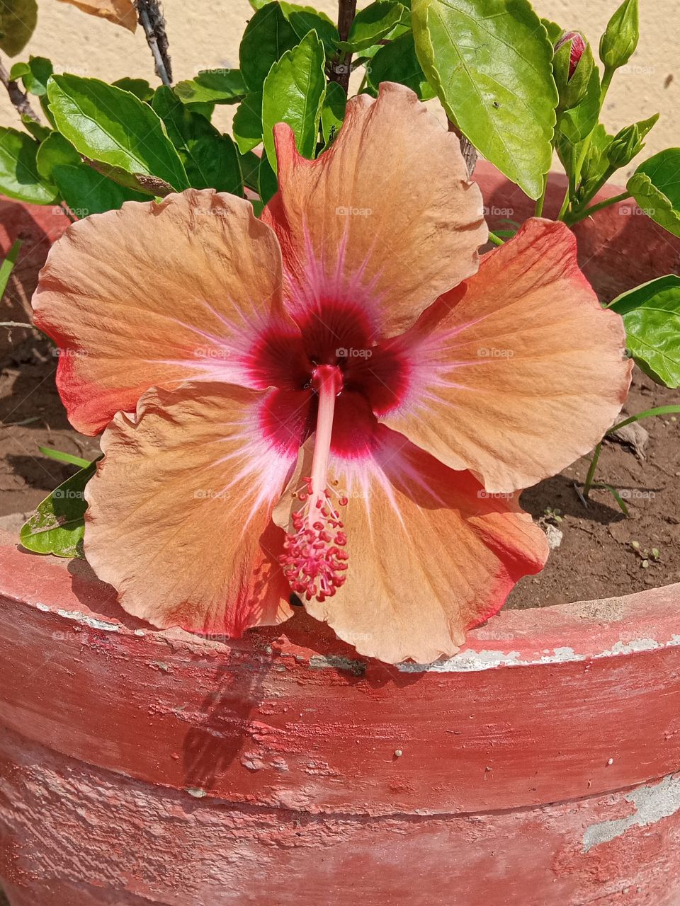 beautiful hibiscus flower 🌺🌻🌹🌷in our garden