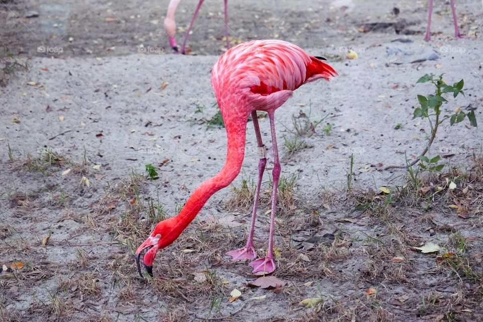 Pink flamenco