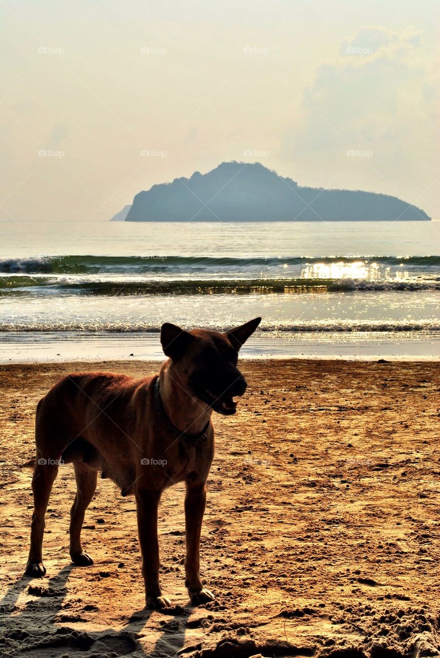 Dog is standing on the beach