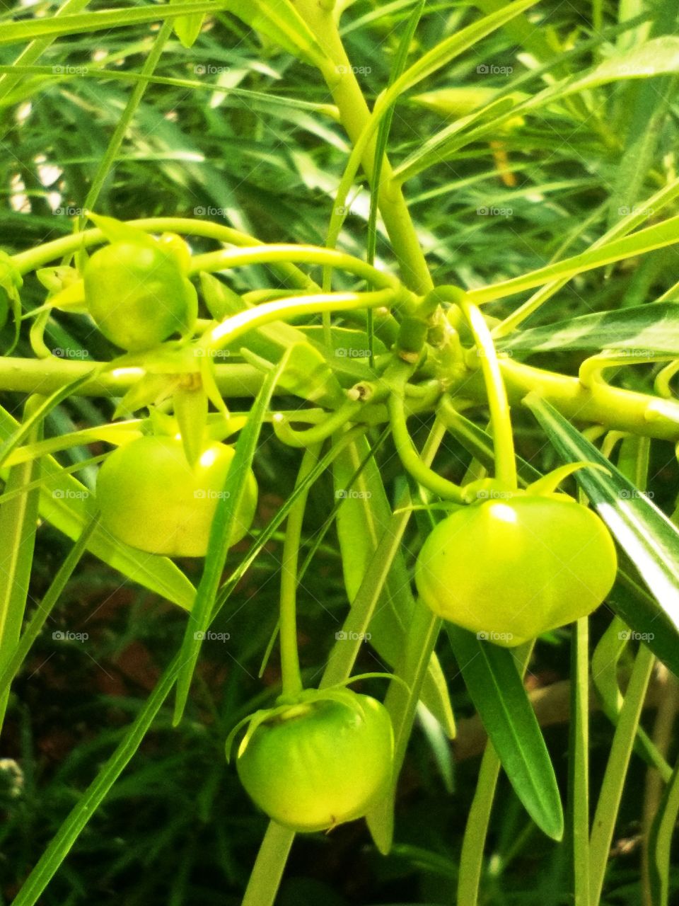 yellow fruit