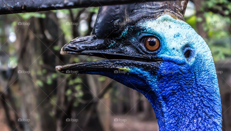 head of southern cassowary(Casuarius casuarius)