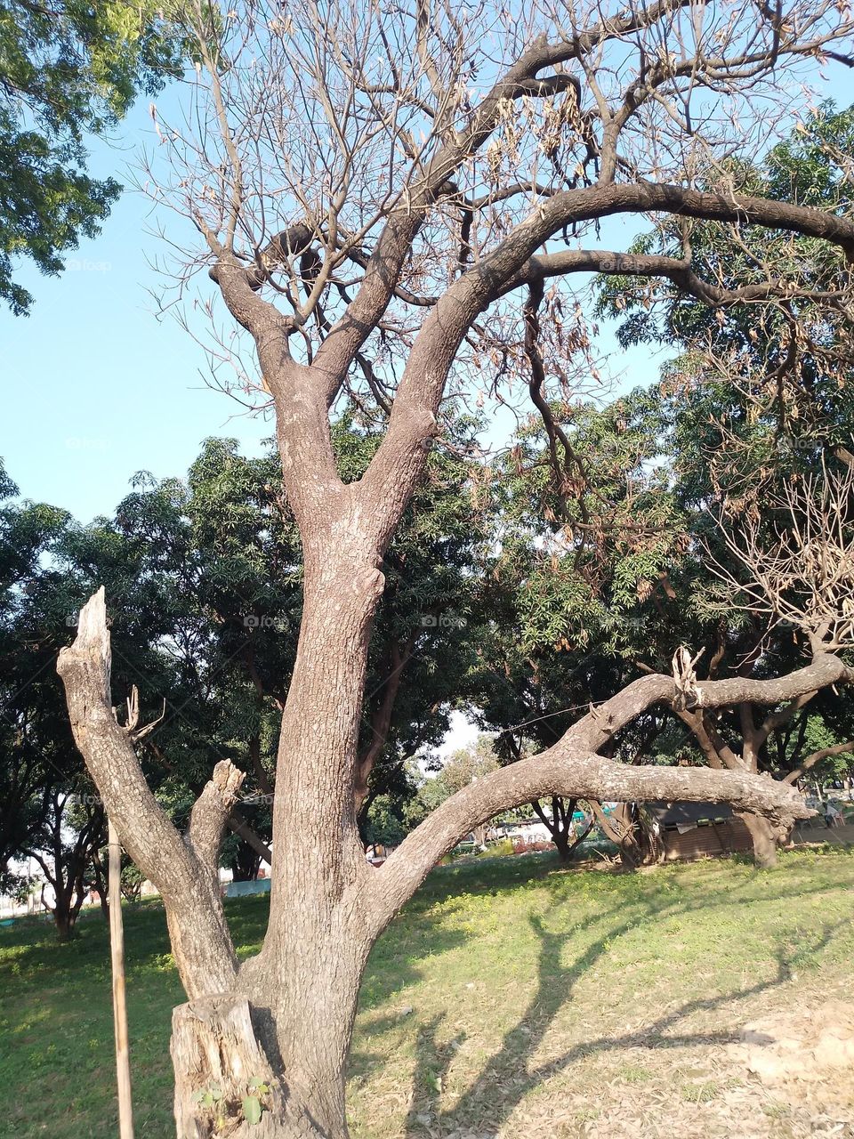 dried mango tree