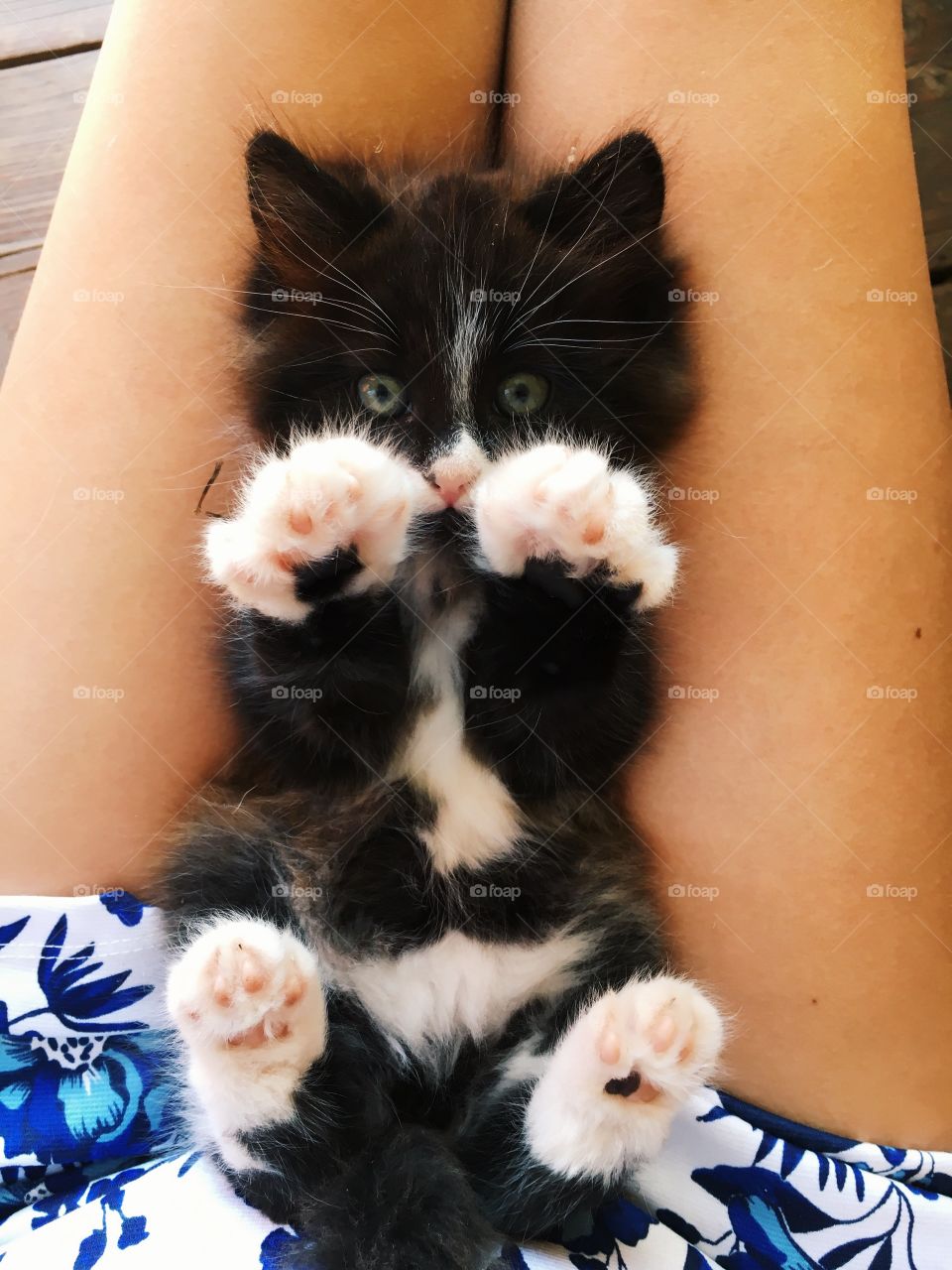 adorable kitten showing her fluffy paws