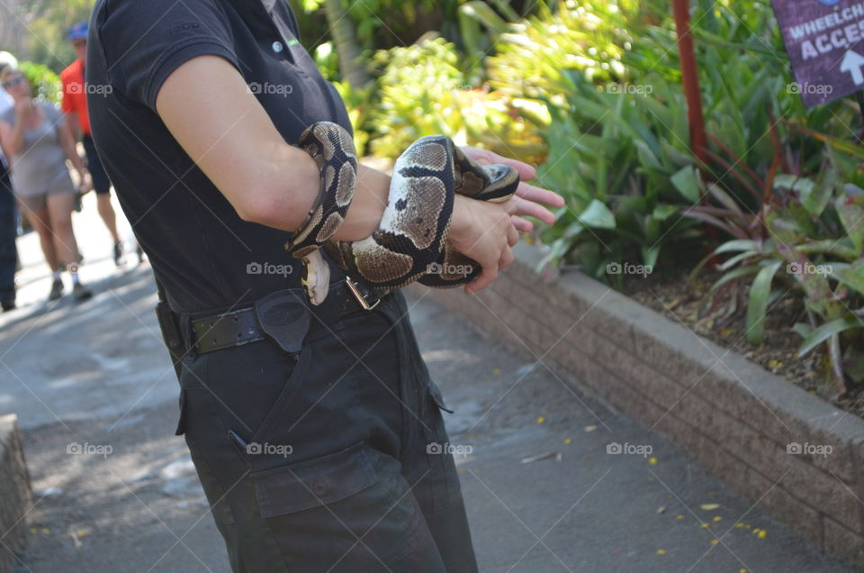 Snake Wrap. Worker at the zoo showing off a snake.