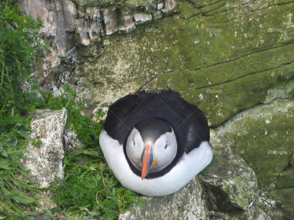 A puffin on a cliff