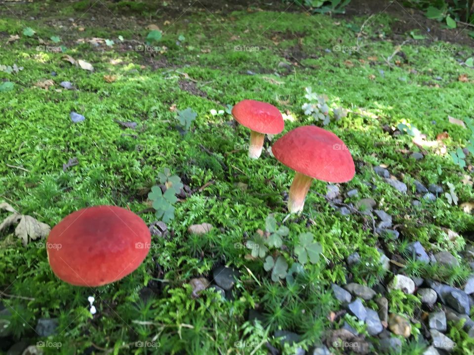 Fungus, Mushroom, Fall, Wood, Moss