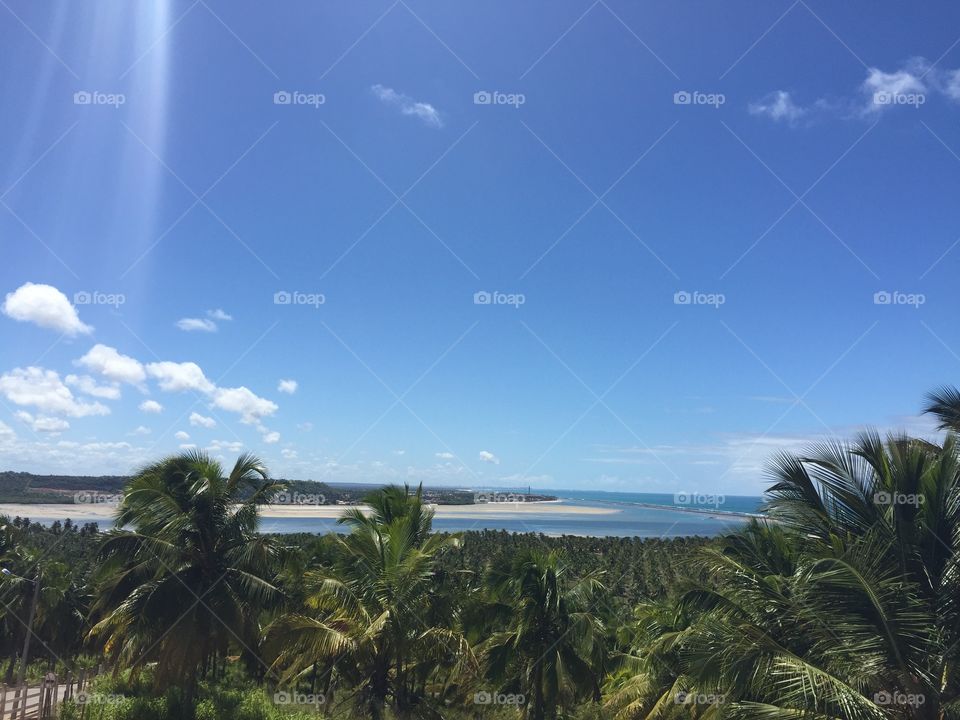 Coconut Gunga Beach Alagoas Brazil