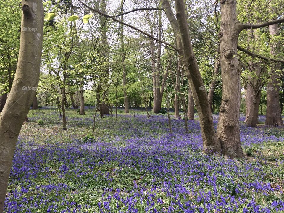 Bluebell woodland, Painshill, Cobham, Surrey, England