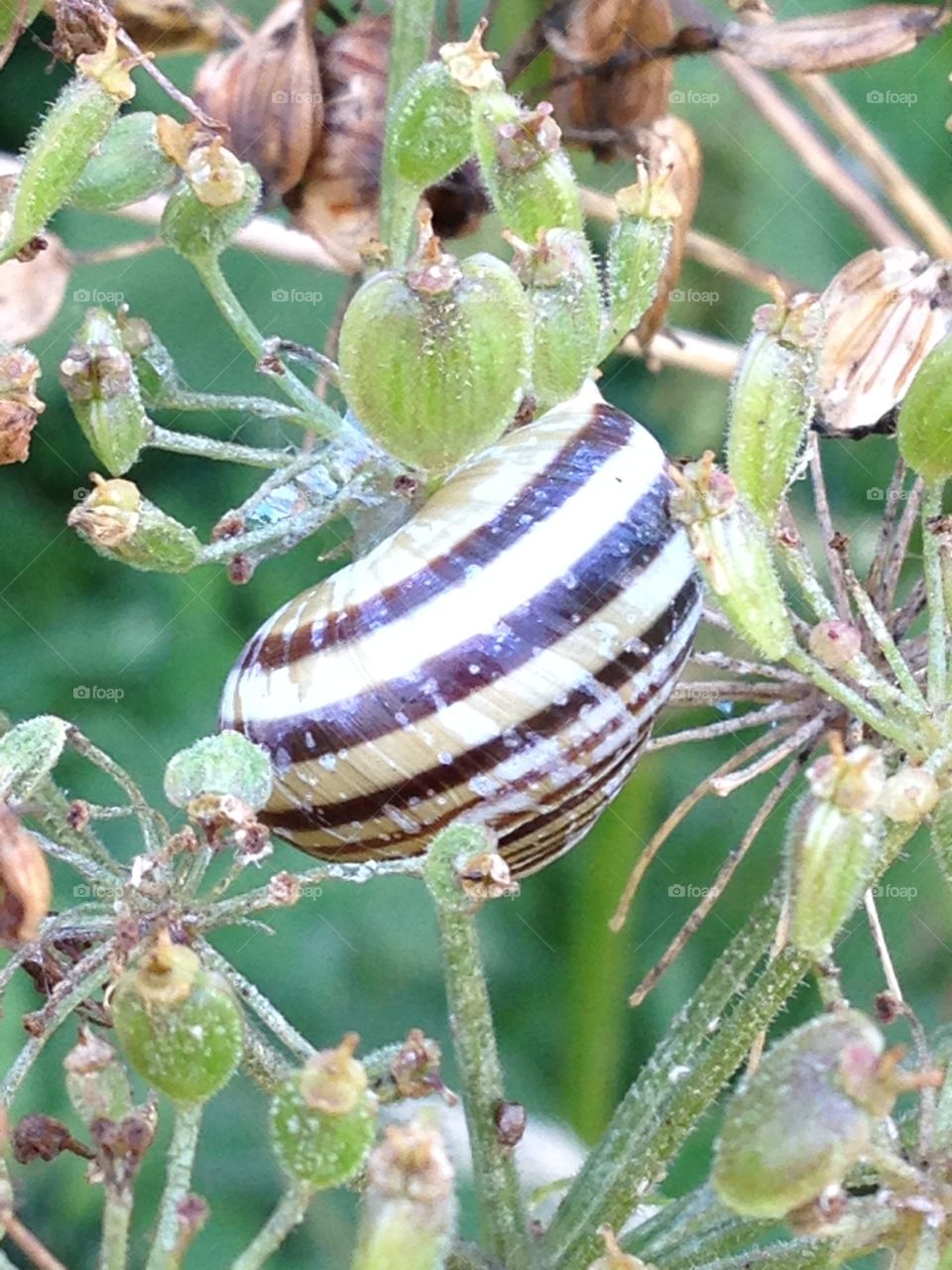 Snail on a flower stem