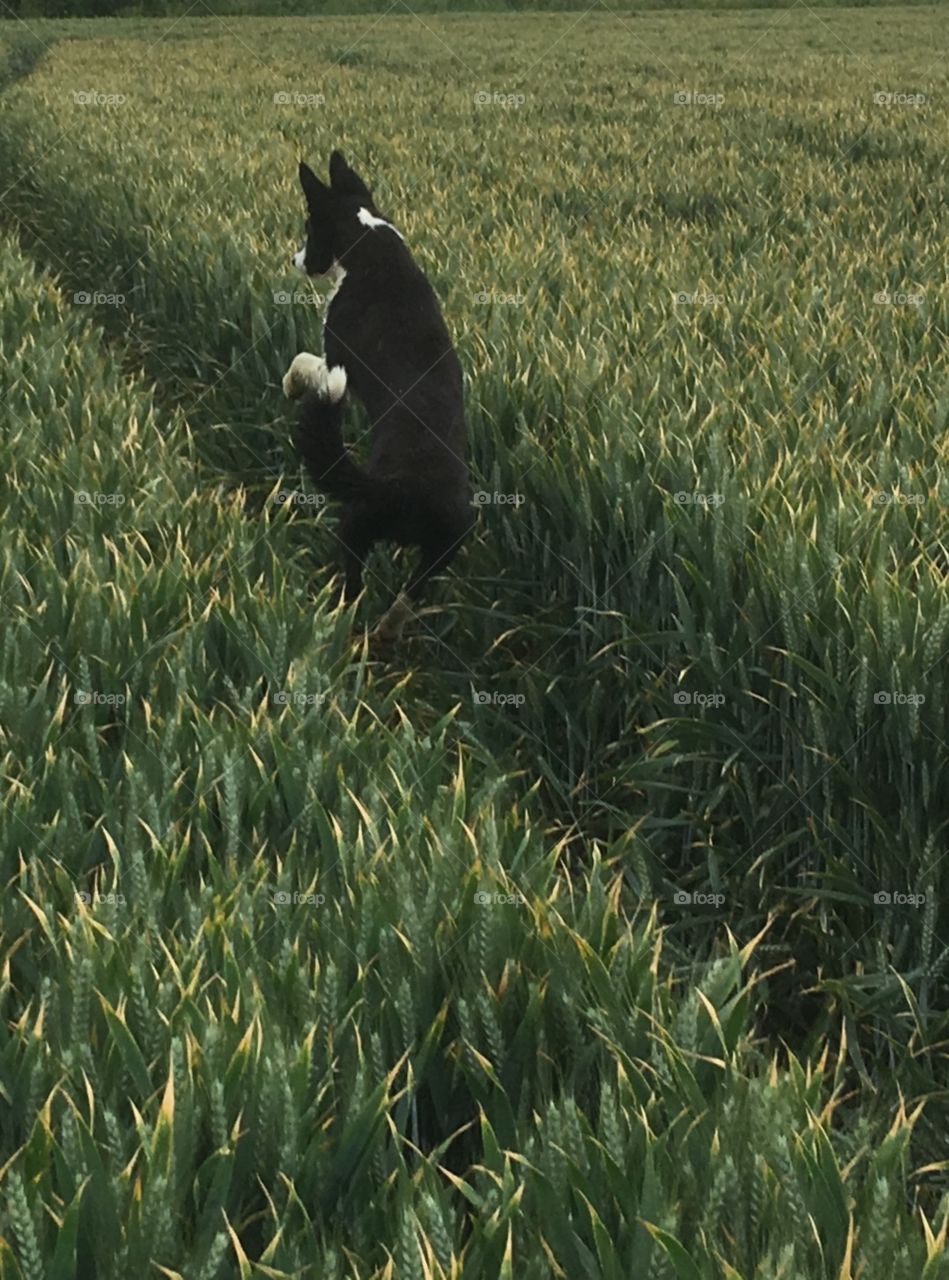 Young collie leaping through a field of wheat 