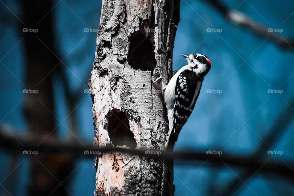 A downy woodpecker sits on the side of a tree ready to peck