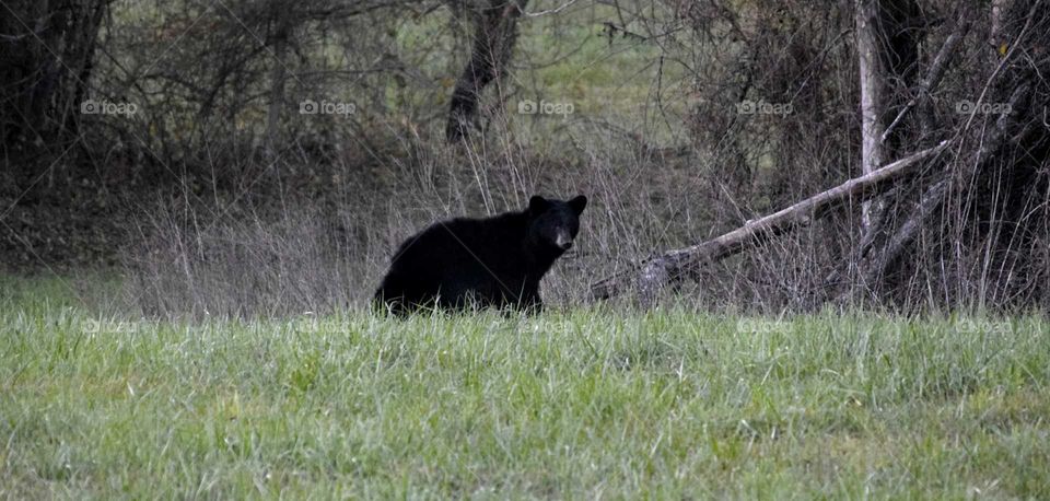 Black bear