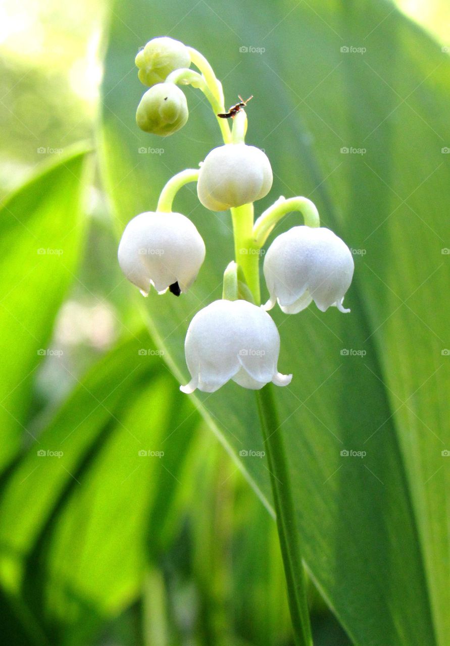 lily of the valley