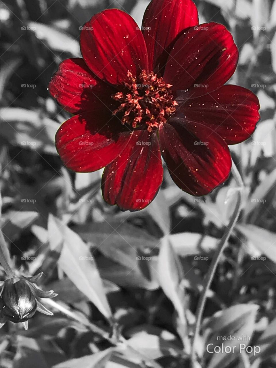 Red flower over a black and white backdrop