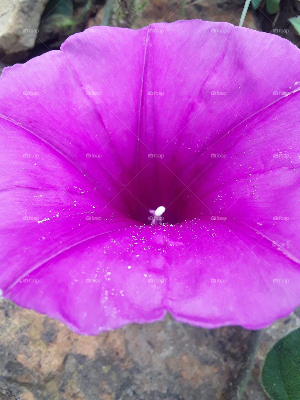 A beautiful display of purple wild plant at summertime.