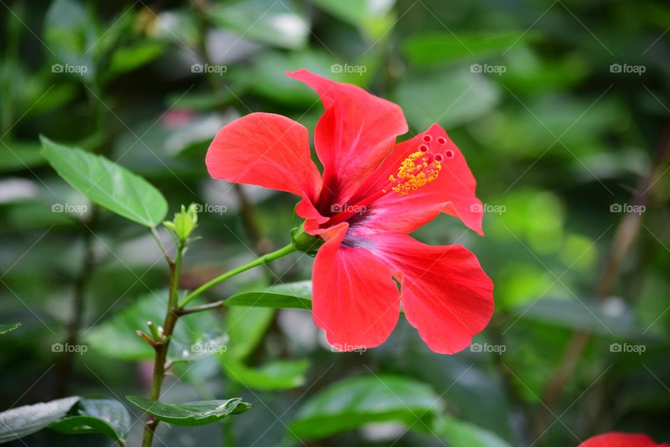 Hibiscus