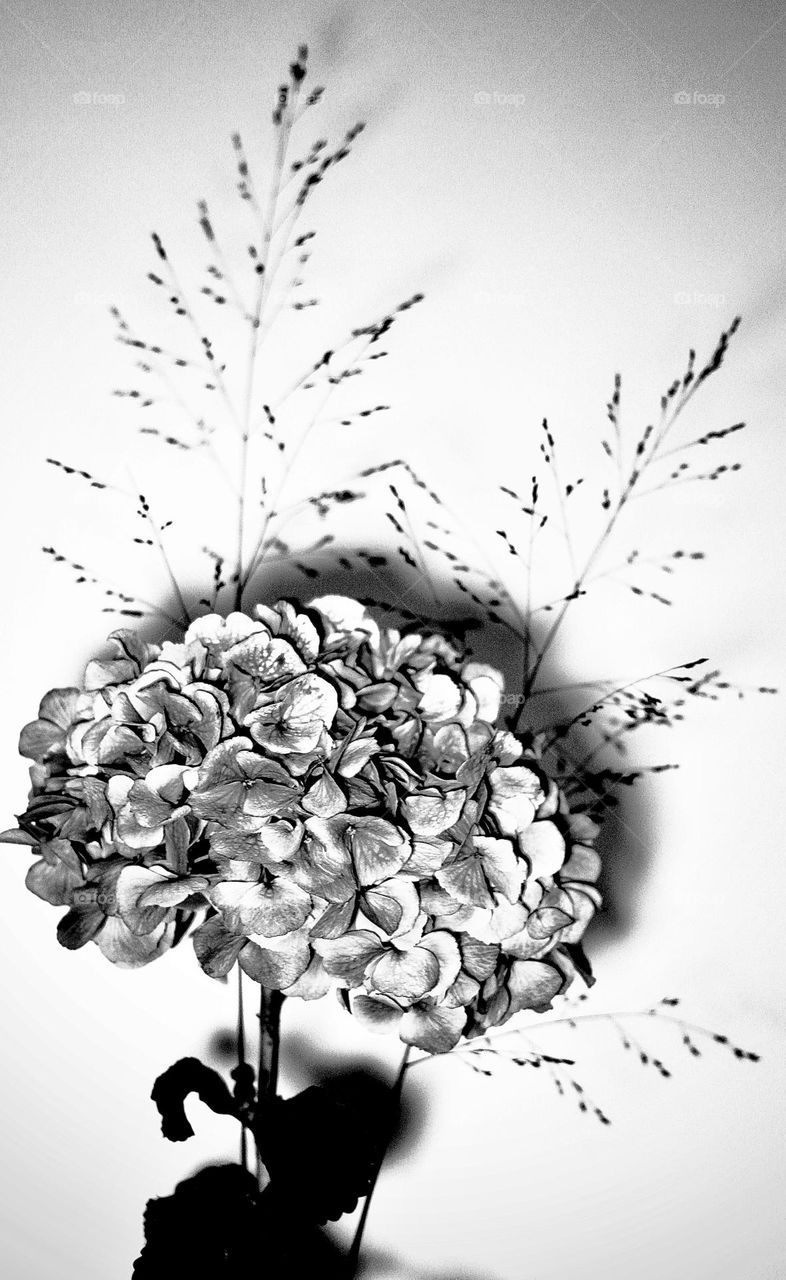 B&w hortensia