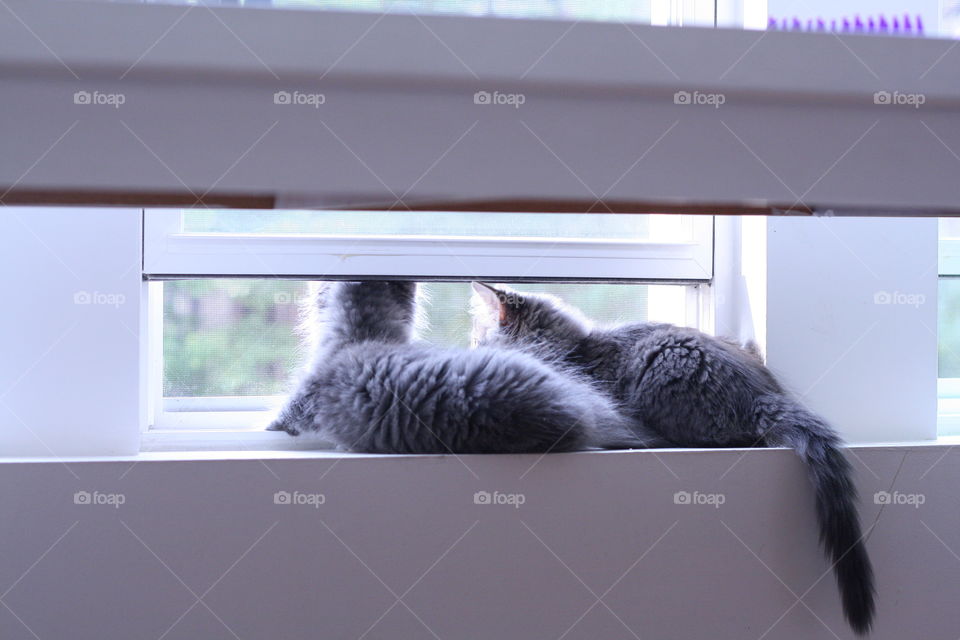 Window, Cat, Pet, Animal, Indoors