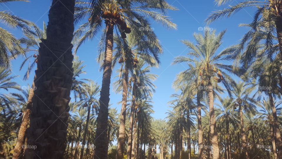 deglet nour palm trees