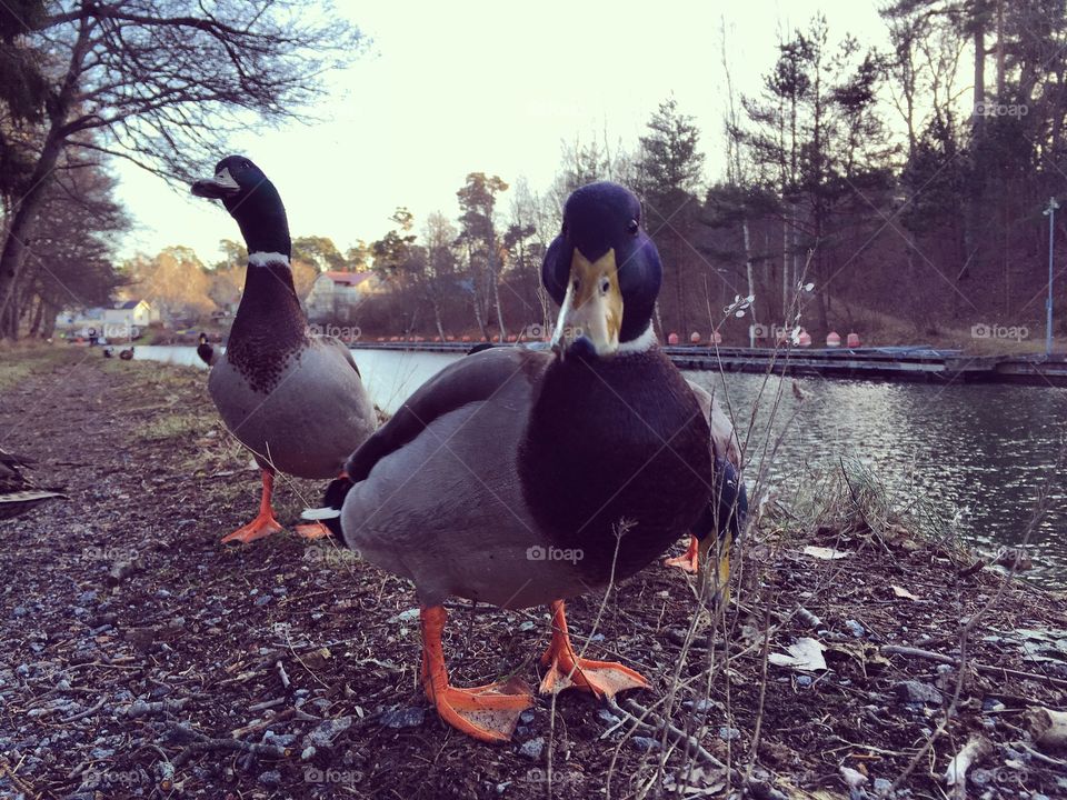 Mallards closeup 