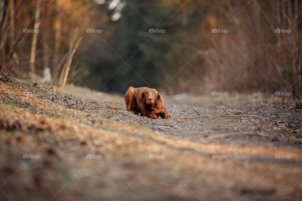 Hungarian vizsla playing outdoor at spring evening 