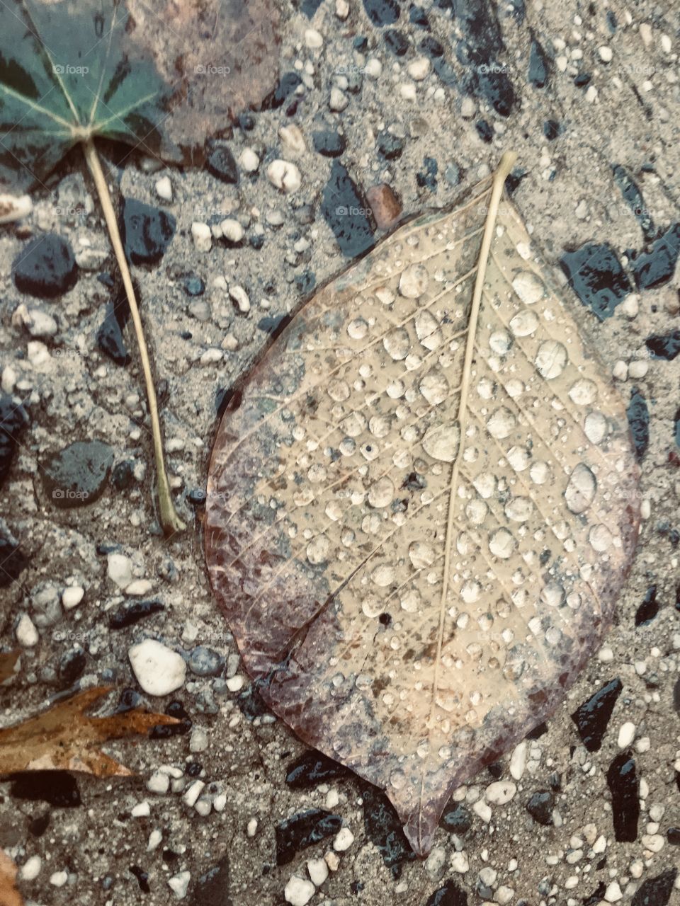 Morning Dew on a Fallen Lead