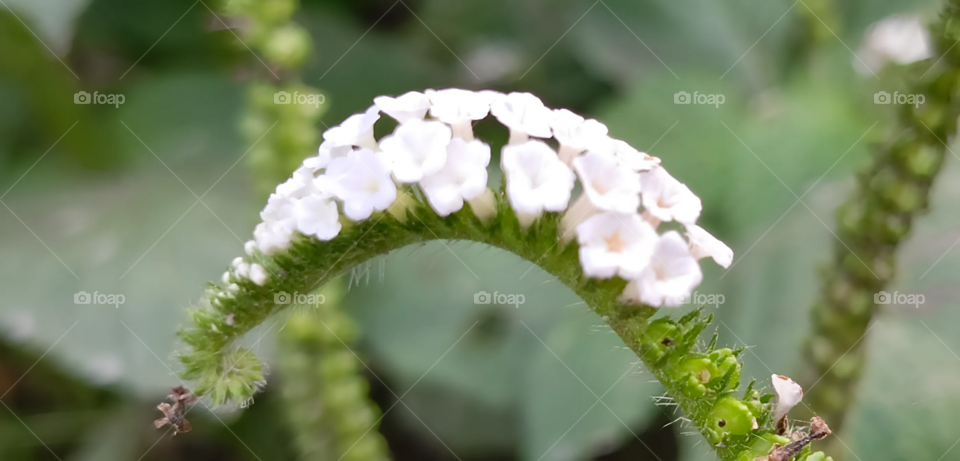 A small Beauty - End of spring
