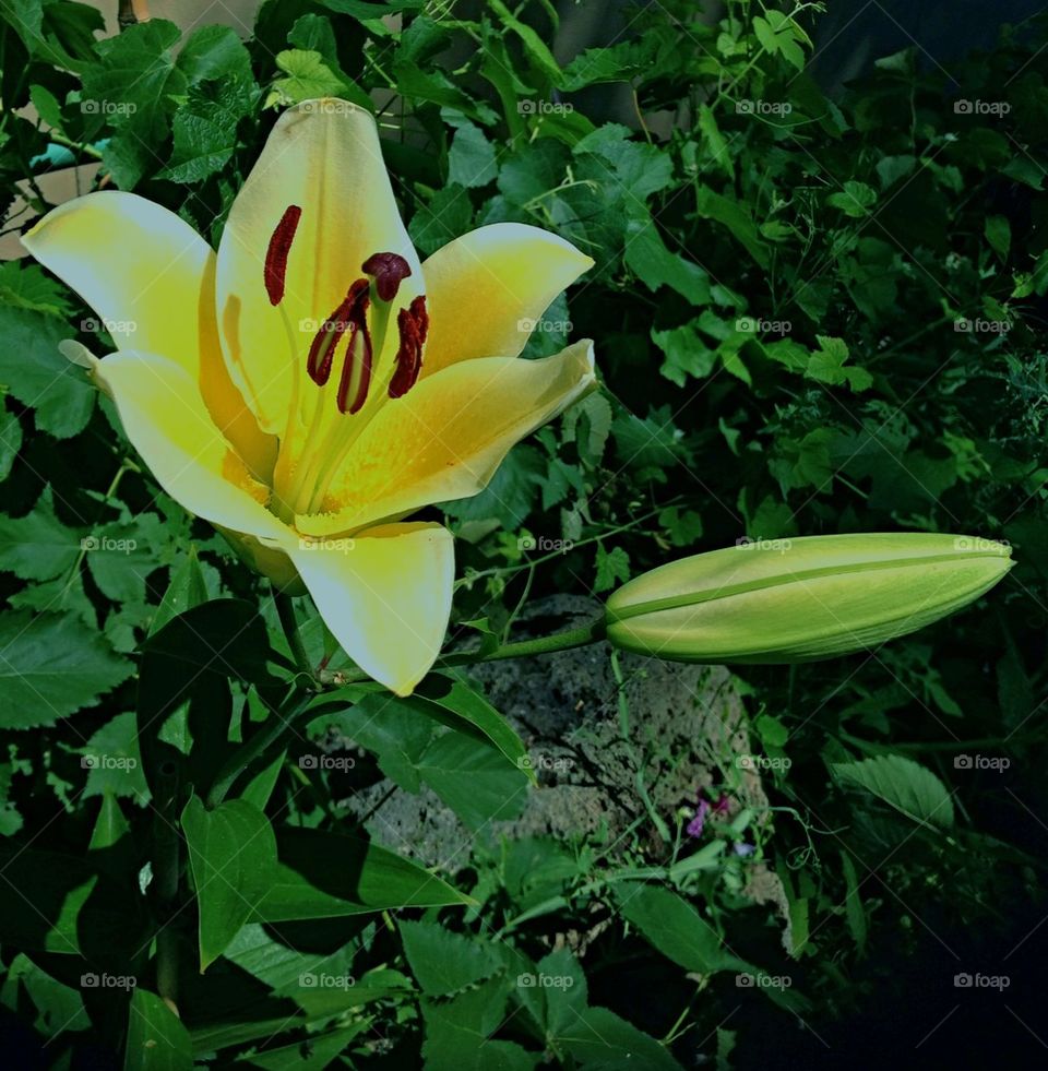 The wait for another bloom