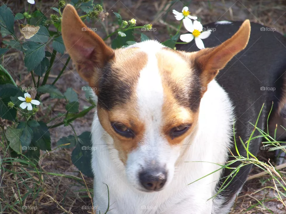 Lola
