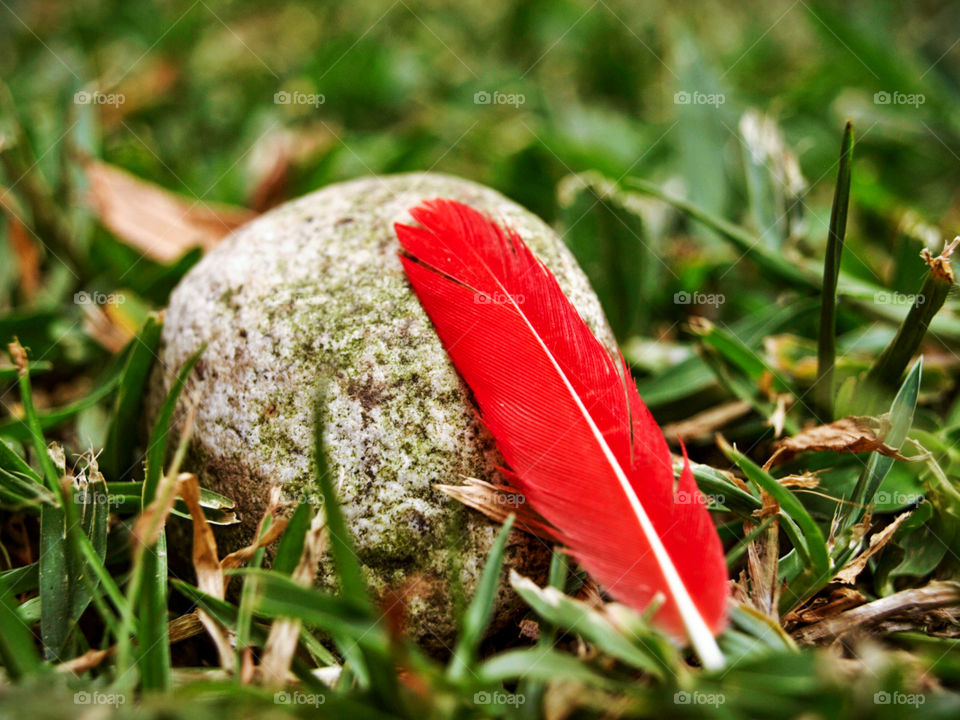 A small red feather on top of a rock on the grass.Still life related picture.