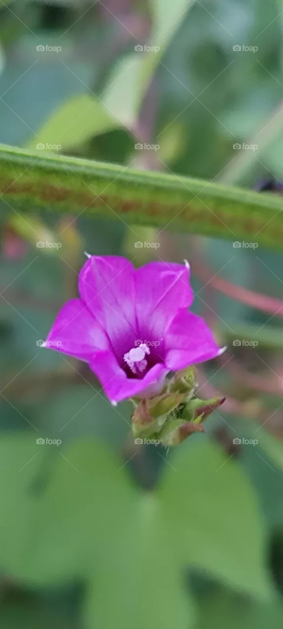 Morning glory