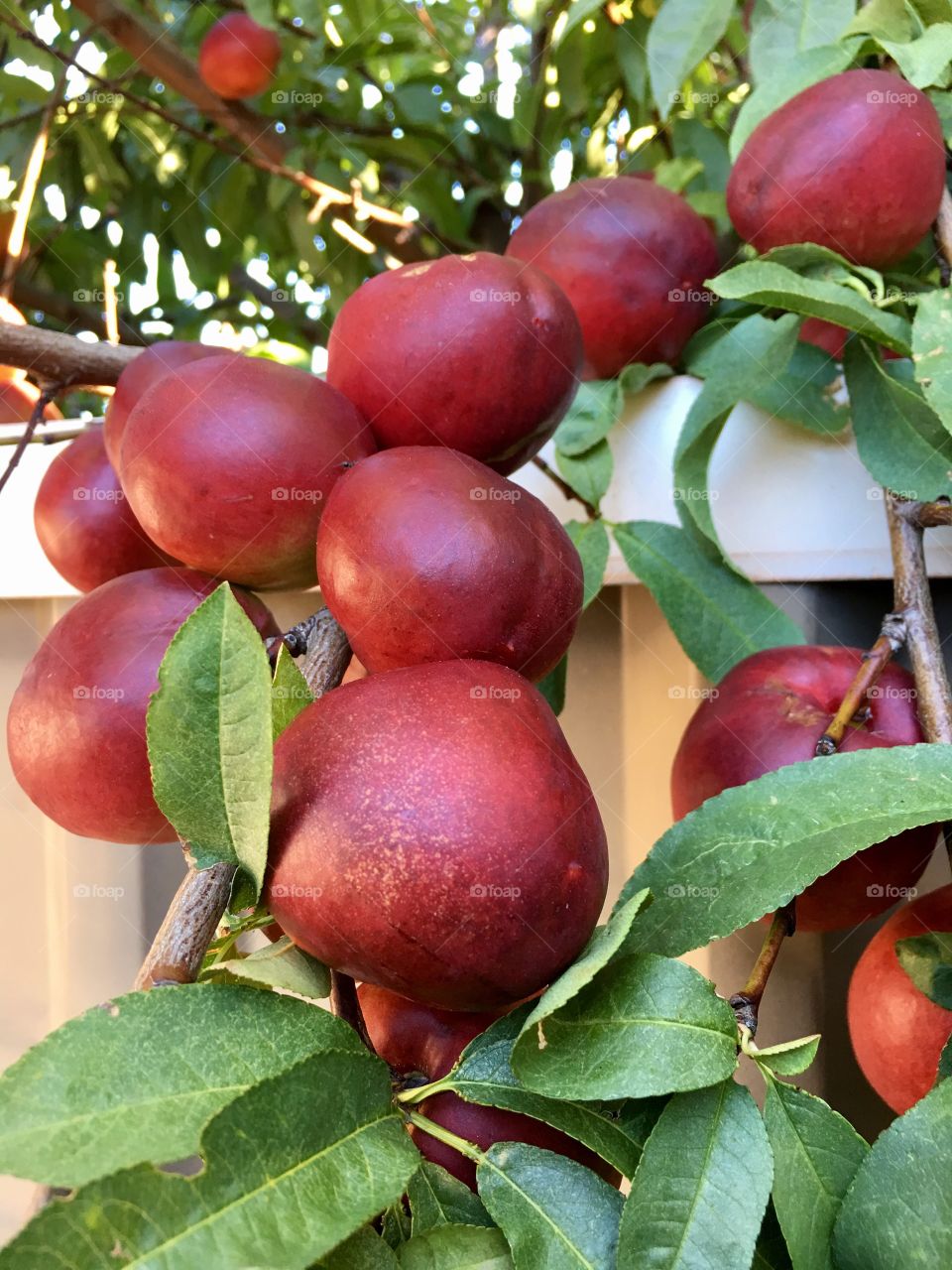 Nectarines on loaded nectarine tree outdoors, red, organic ripe and juicy, ready for picking, healthy delicious organic fruit