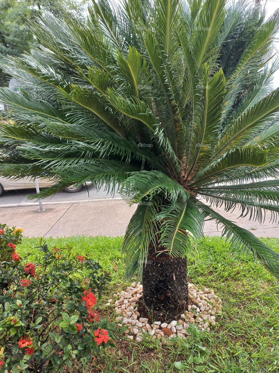 Palmeira Fênix.  A Palmeira  fênix é uma planta, que tem origem na Ásia, especialmente na Tailândia  e no Vietnã. Seu nome científico  é Phoenix roebelenii. É uma espécie  muito usada para ornamentar jardins.
