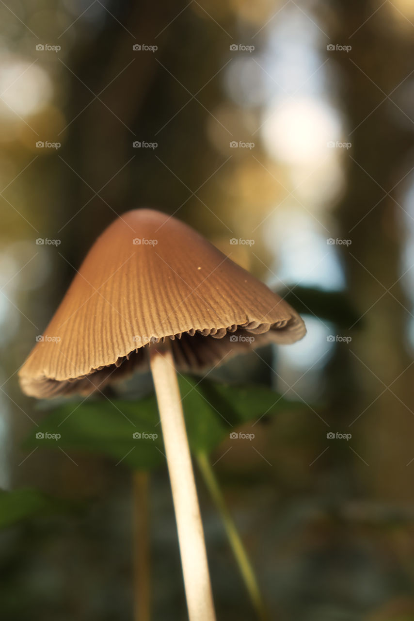 Mushrooms in the woods