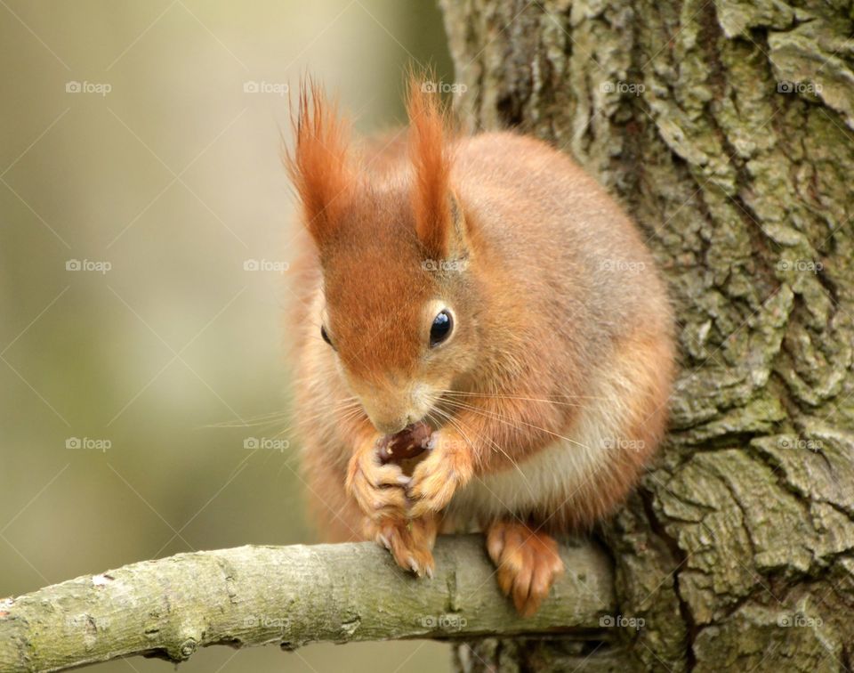 Squirrel, Rodent, Wildlife, Mammal, Nut