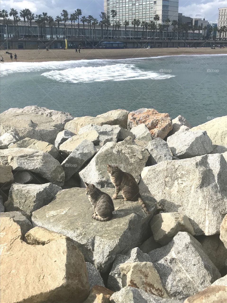 Cats sitting on rocks by water in Barcelona Spain 