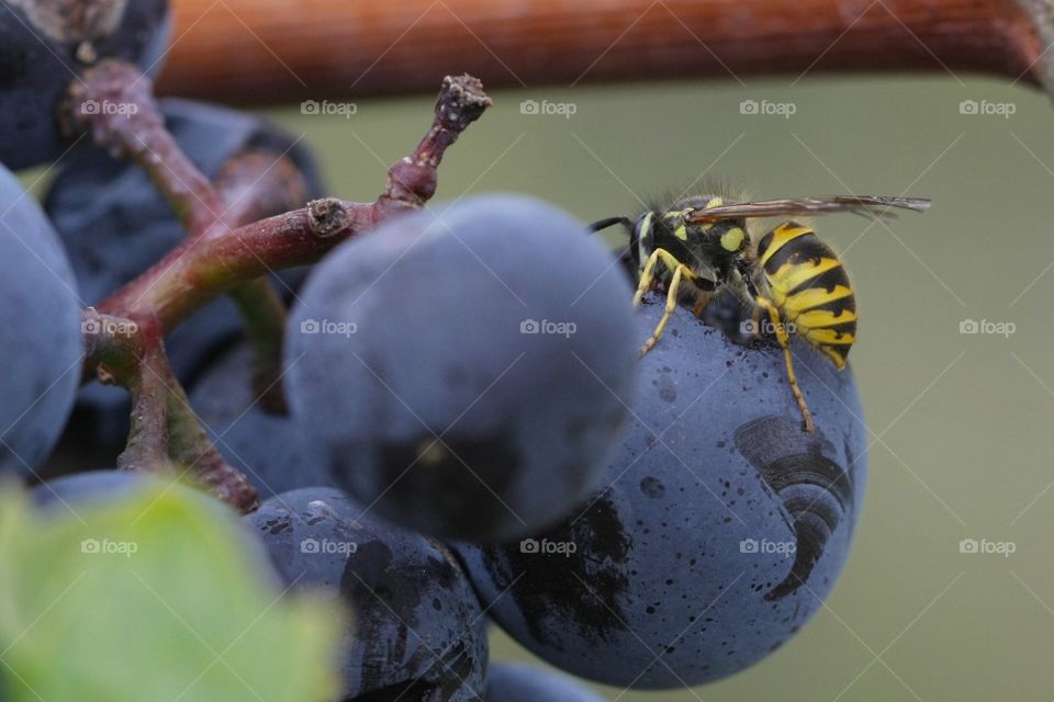 Wasp eating grape