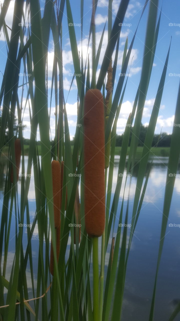 cat tails