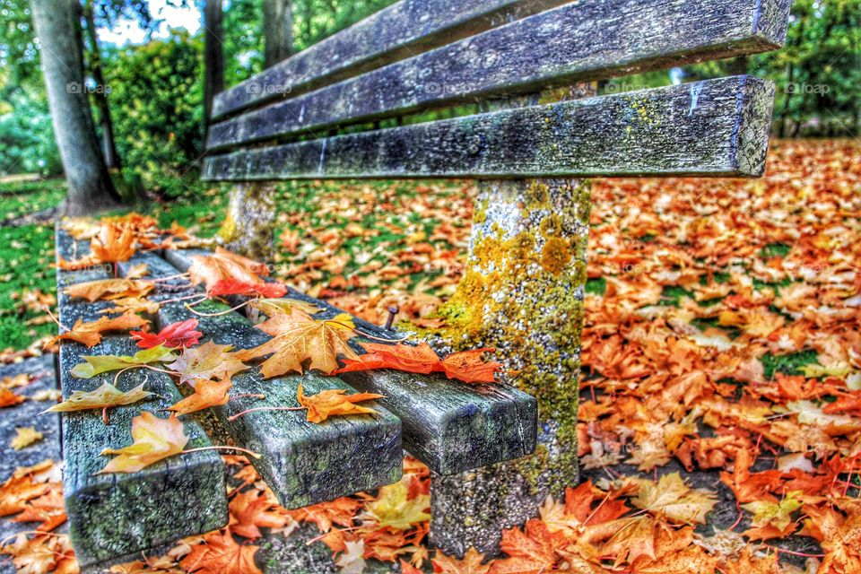 A wooden park bench covered in autumnal, fallen leaves.