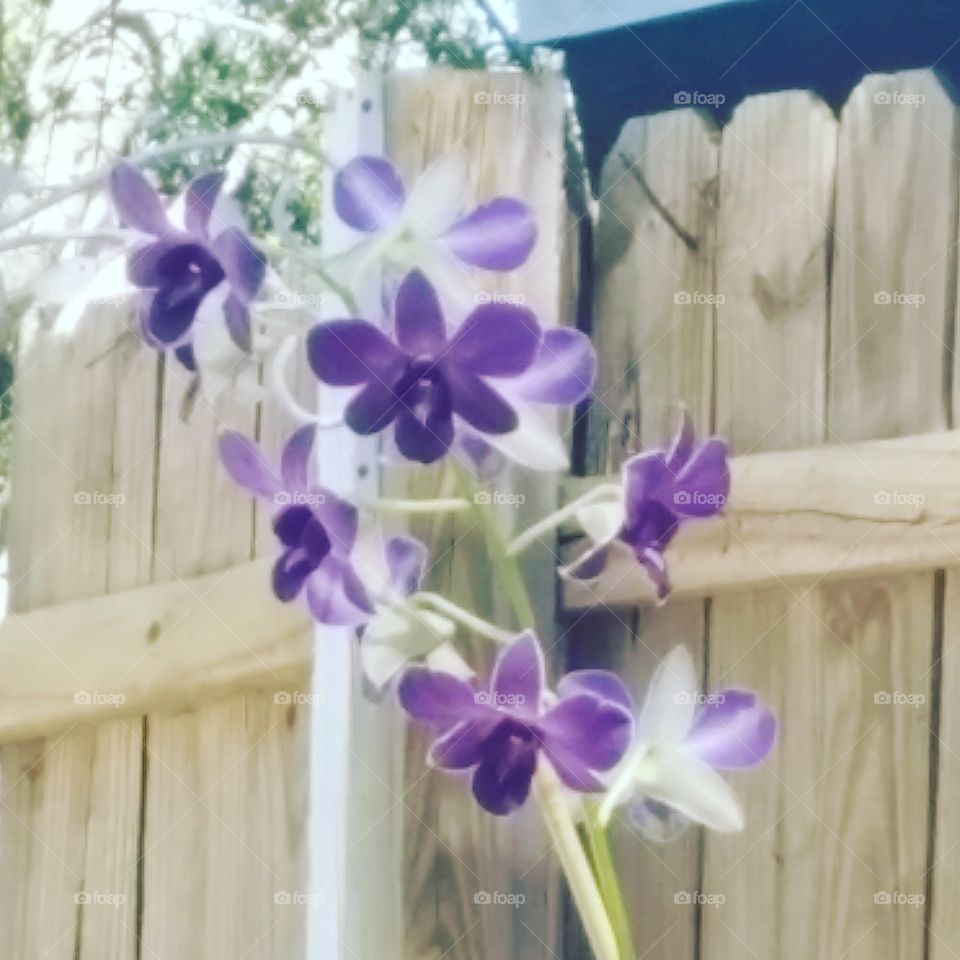 purple stalk