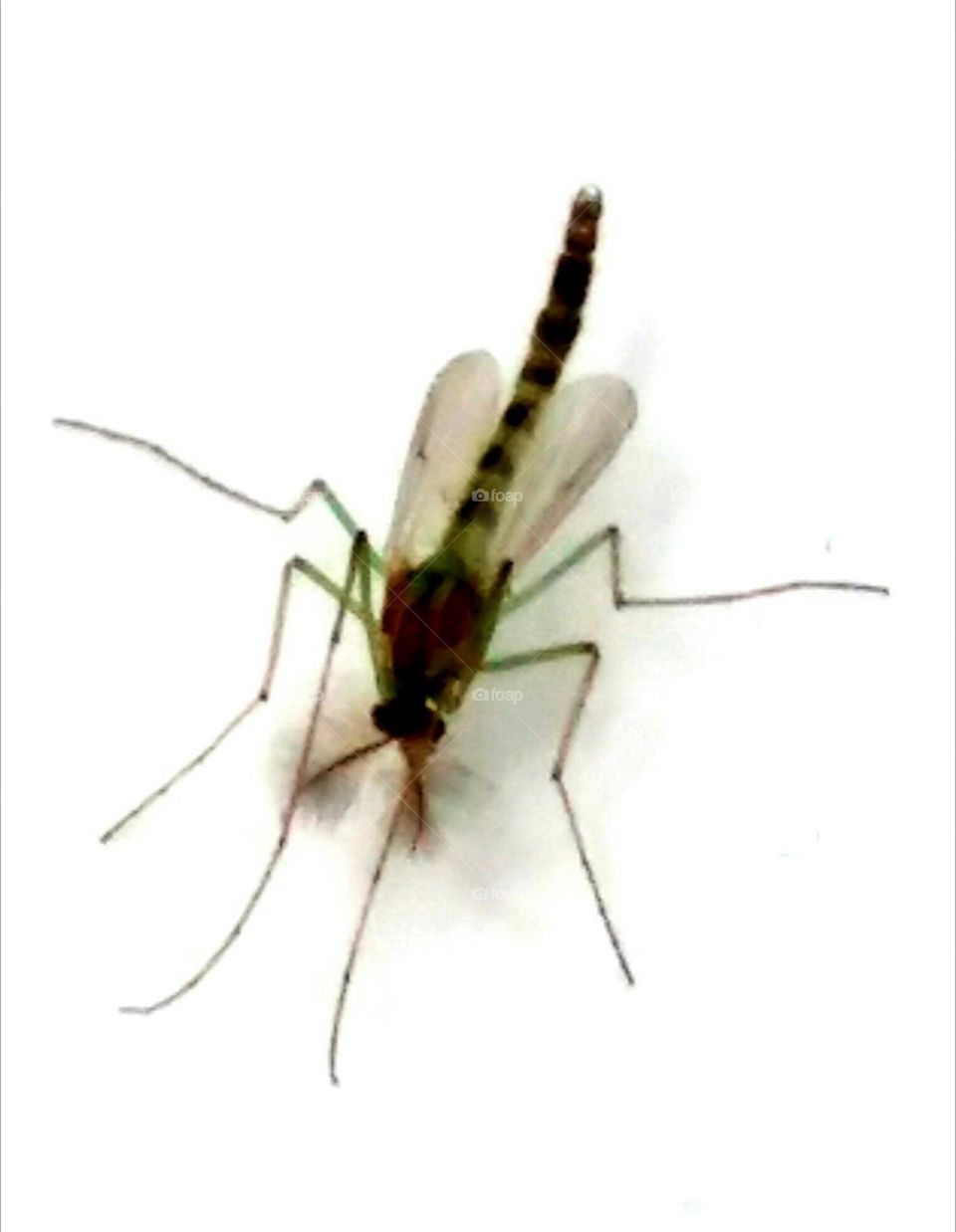 mosquito